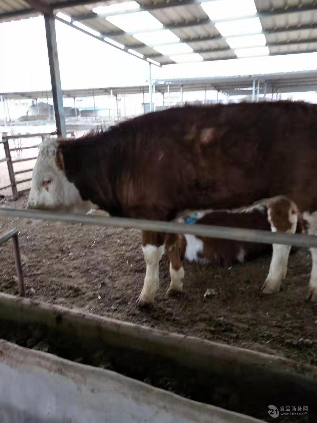 西门塔尔小公牛红牛低价供应
