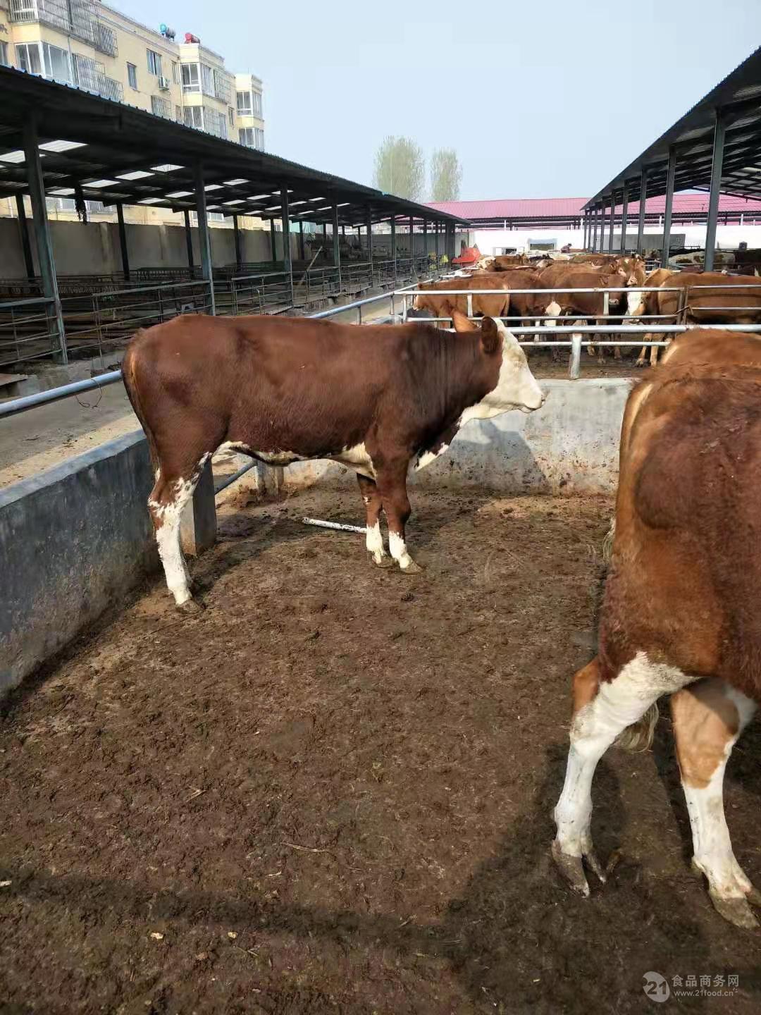 牛犊现在的价格 现在西门塔尔母牛价格欢迎询价