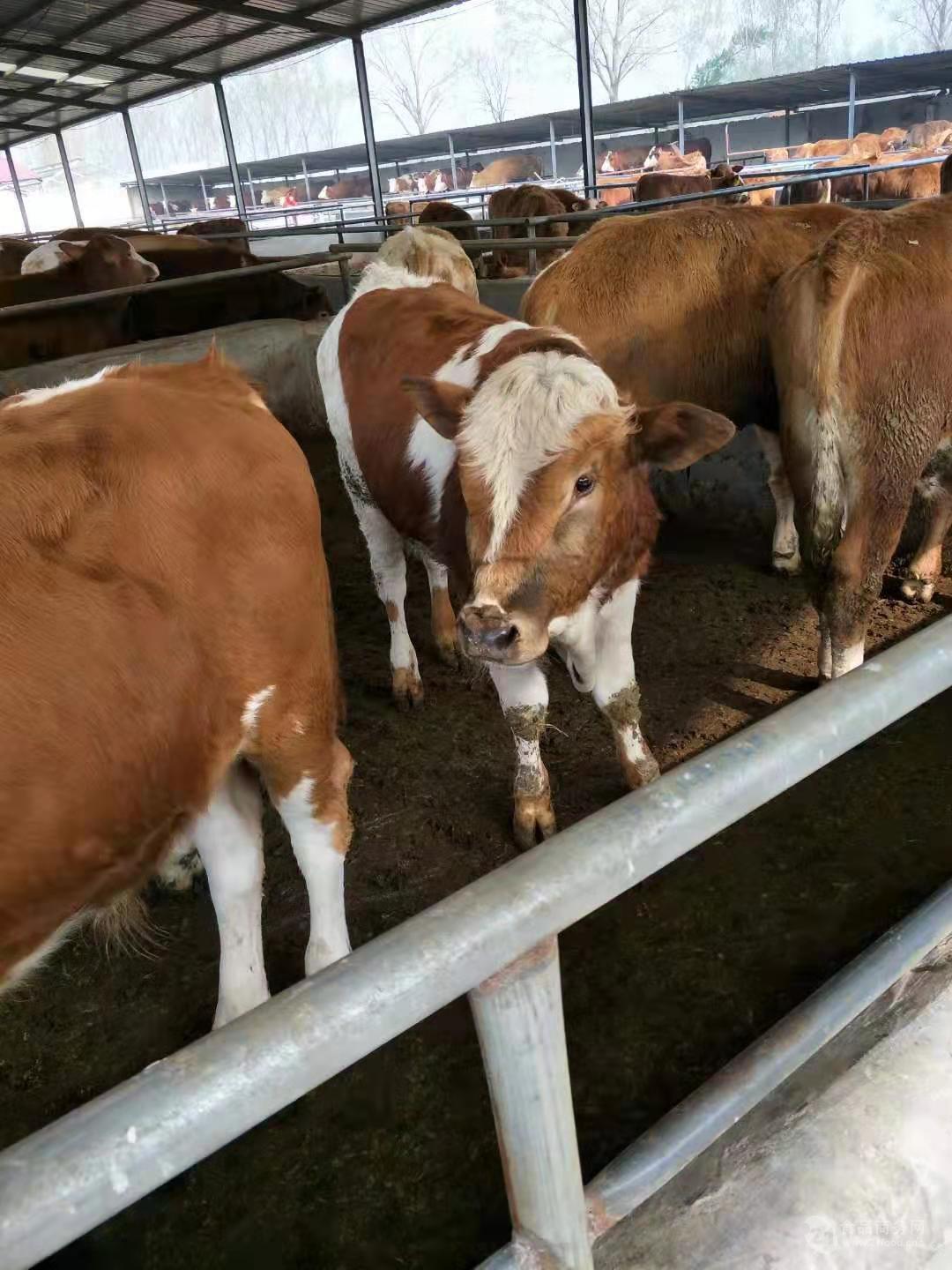 鲁西黄牛养殖场鲁西黄牛公牛犊免费配送