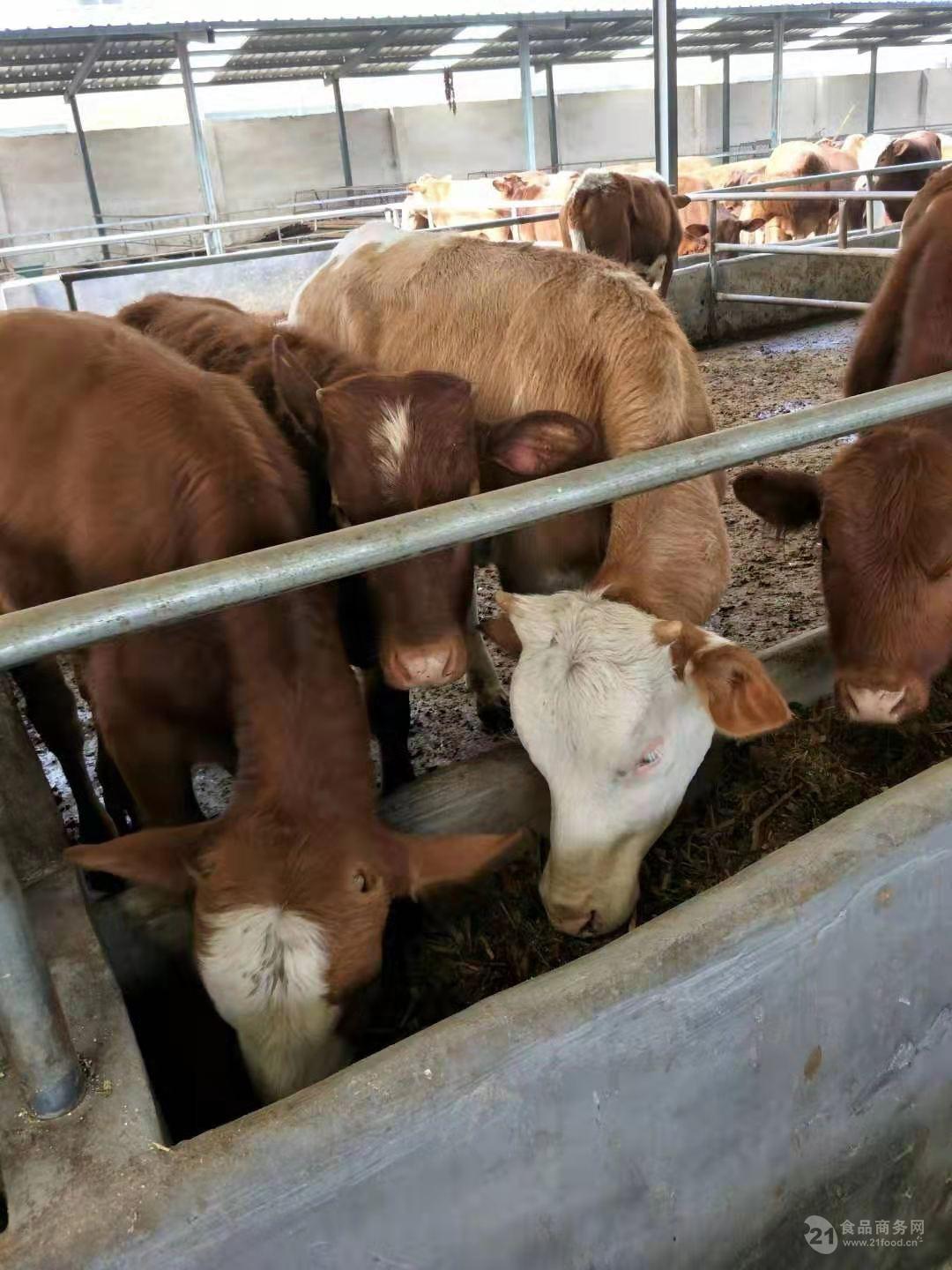 安徽鲁西黄牛小牛犊价格养殖供应