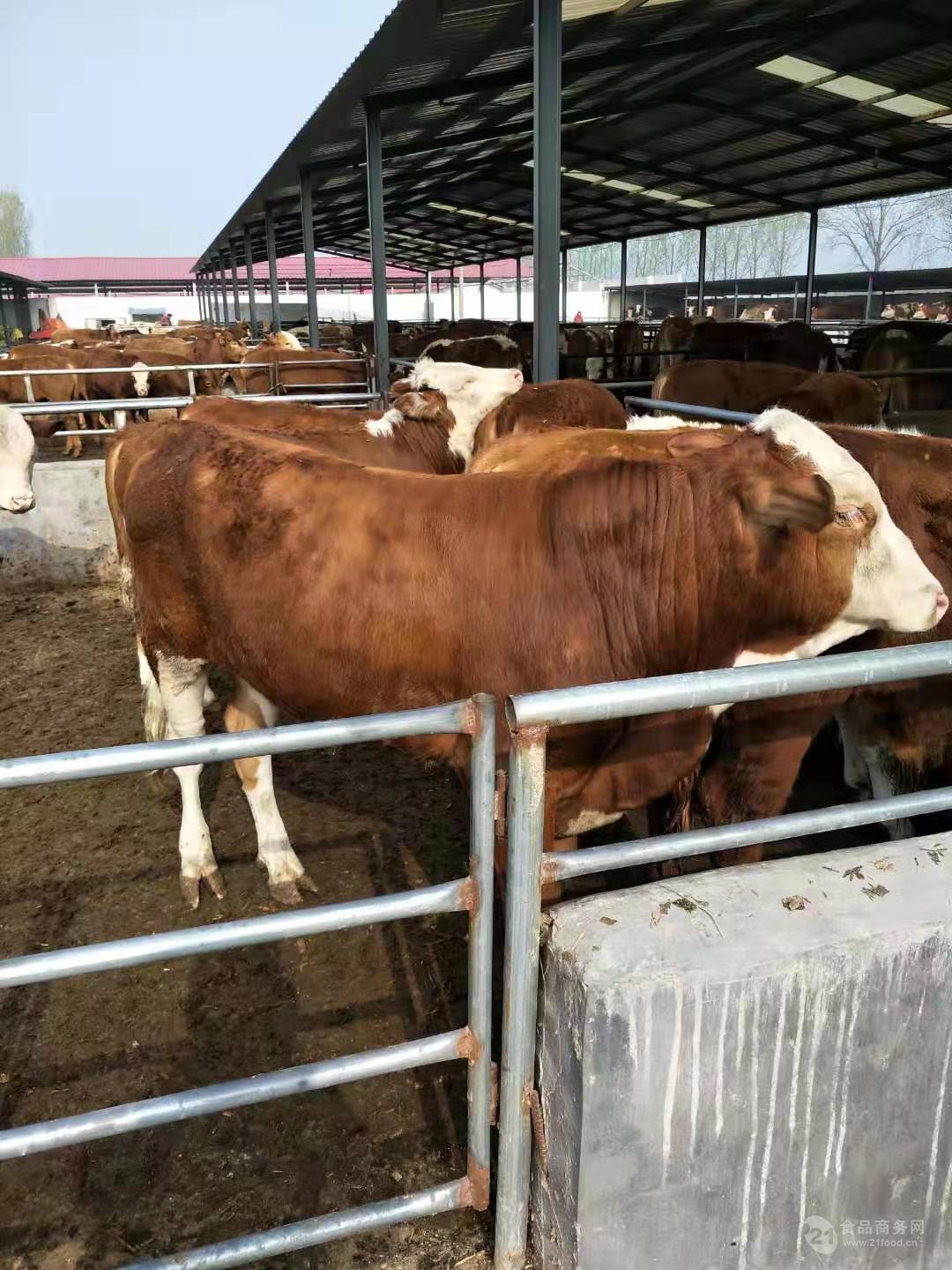 西门塔尔育肥牛犊价格养殖利润