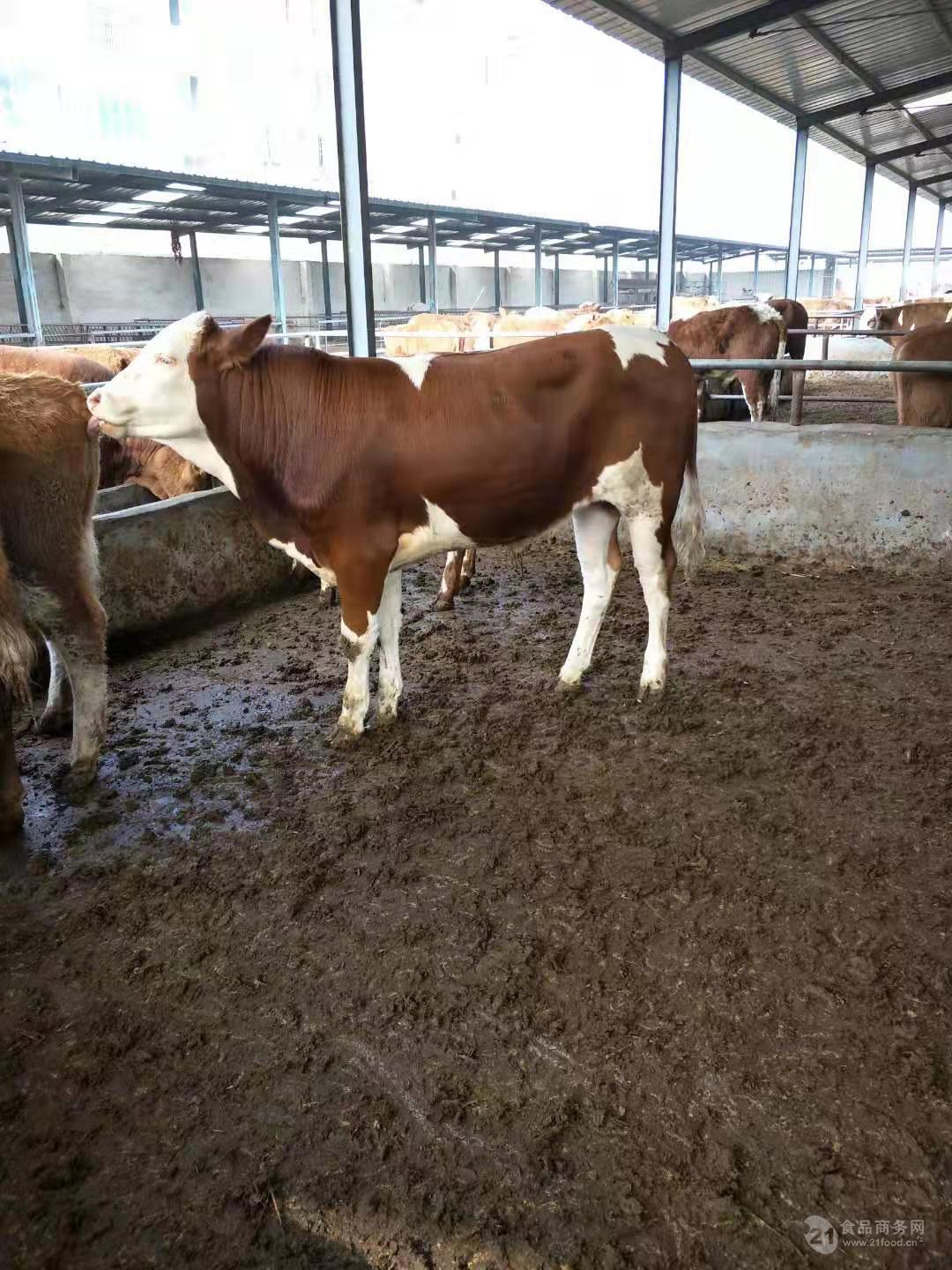 小母牛改良肉牛苗牛崽子300斤小肉牛价格养殖基地