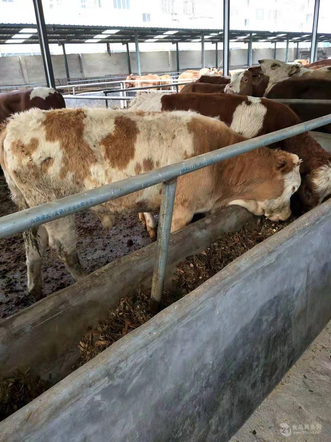 西門塔爾肉小牛牛犢子出售肉牛400斤左右小牛犢