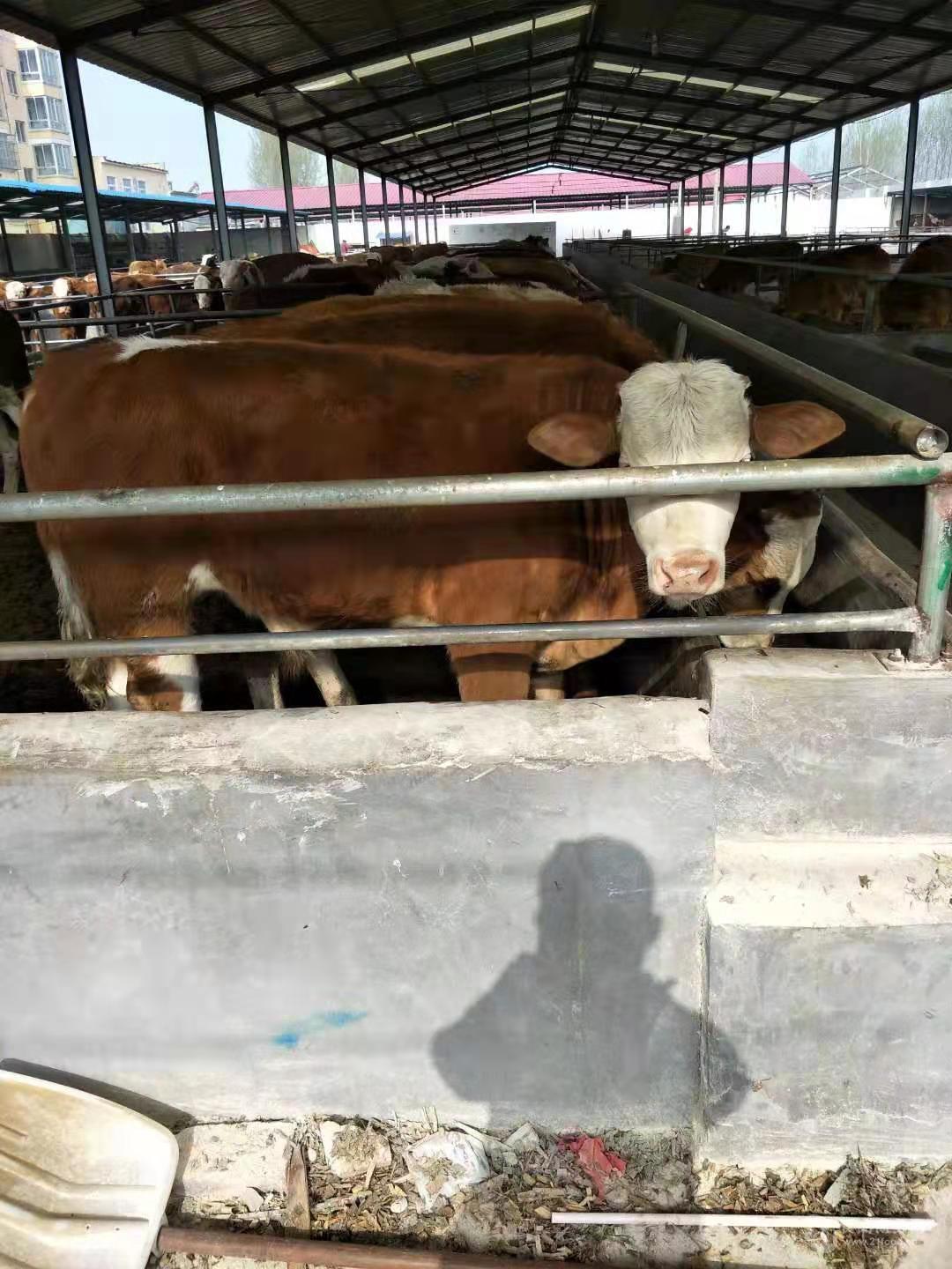 成品活牛肉牛养殖价格纯种西门塔尔种牛图片