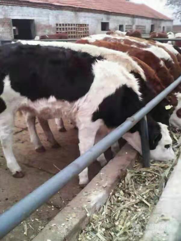 500斤西门塔尔小牛价格专业养殖黑白花小公牛