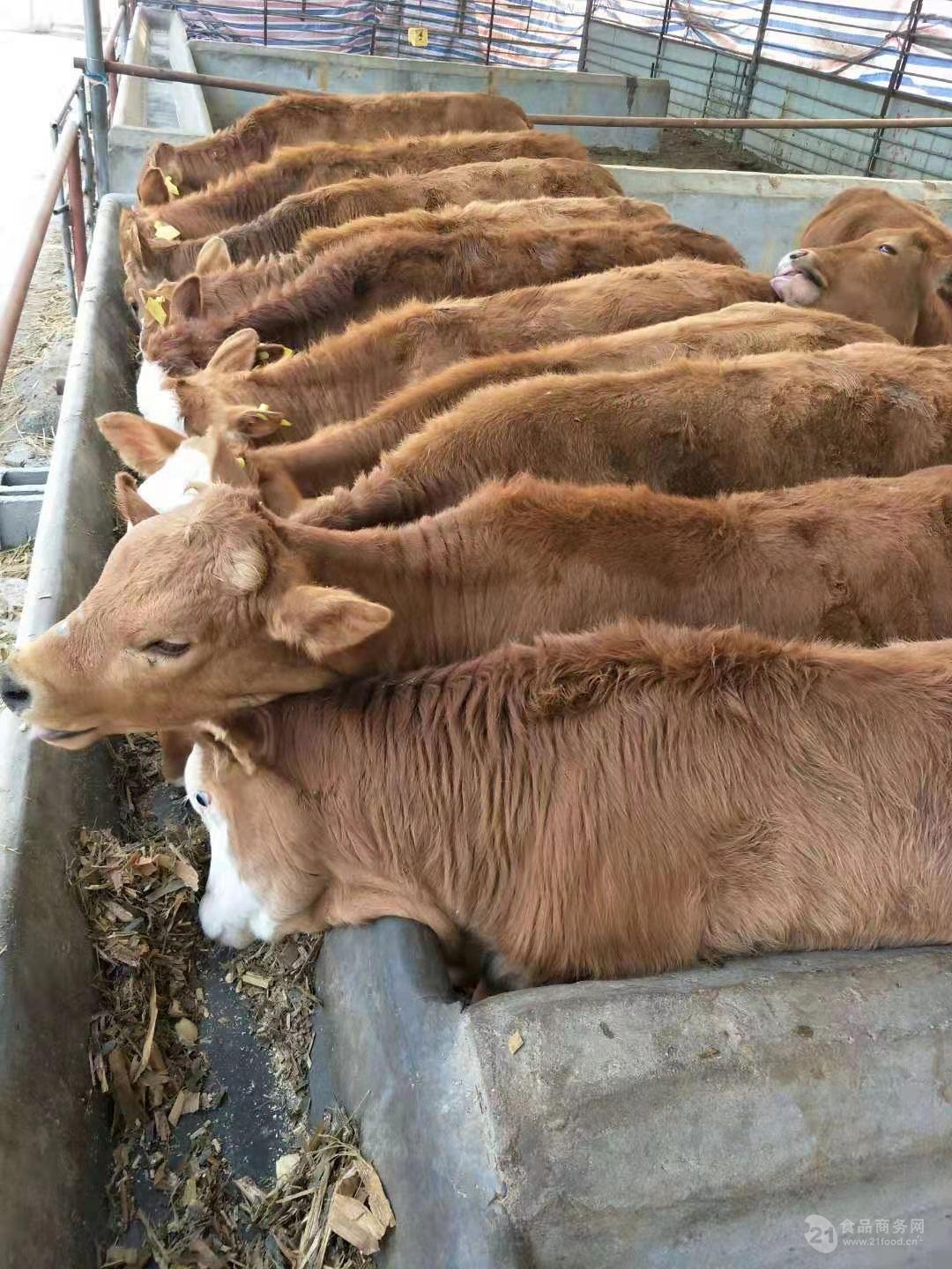 今天肉牛價格免費送貨今日西門塔爾牛全國價格