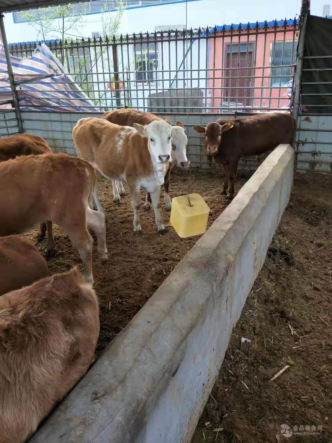 鲁西黄牛母牛犊价格养殖供应