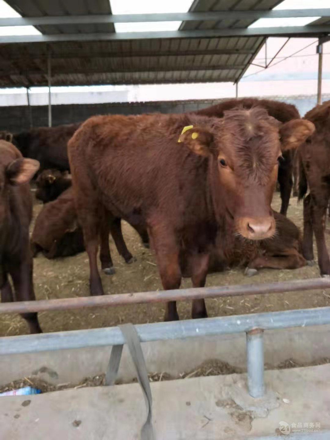 公牛小牛犊养殖基地特价供应