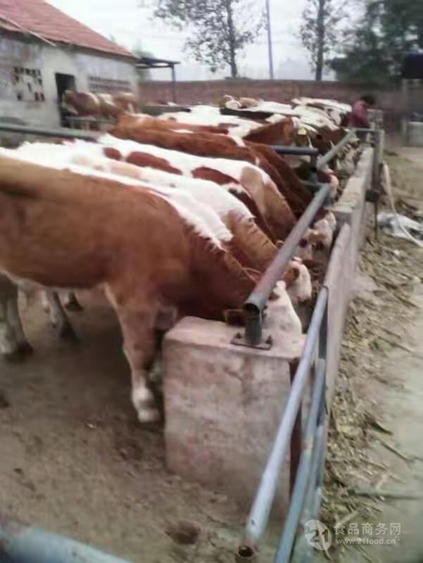 近期西门塔尔小牛价格西门塔尔小牛犊价格