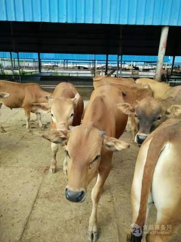 鲁西黄牛肉牛犊养殖基地养殖繁育