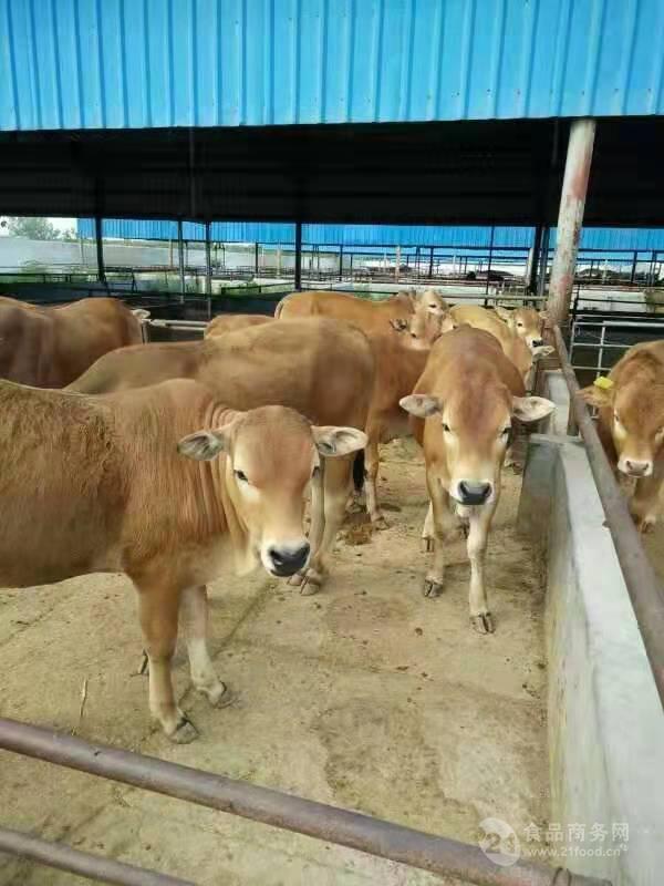 西门塔尔牛肉牛犊子小黄牛牛犊大型种牛活体仔改良三元牛
