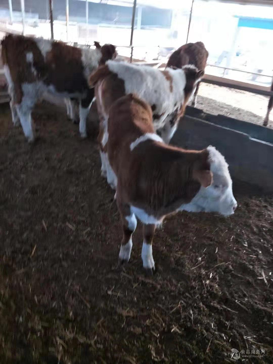 西门塔尔牛养殖视频养殖供应