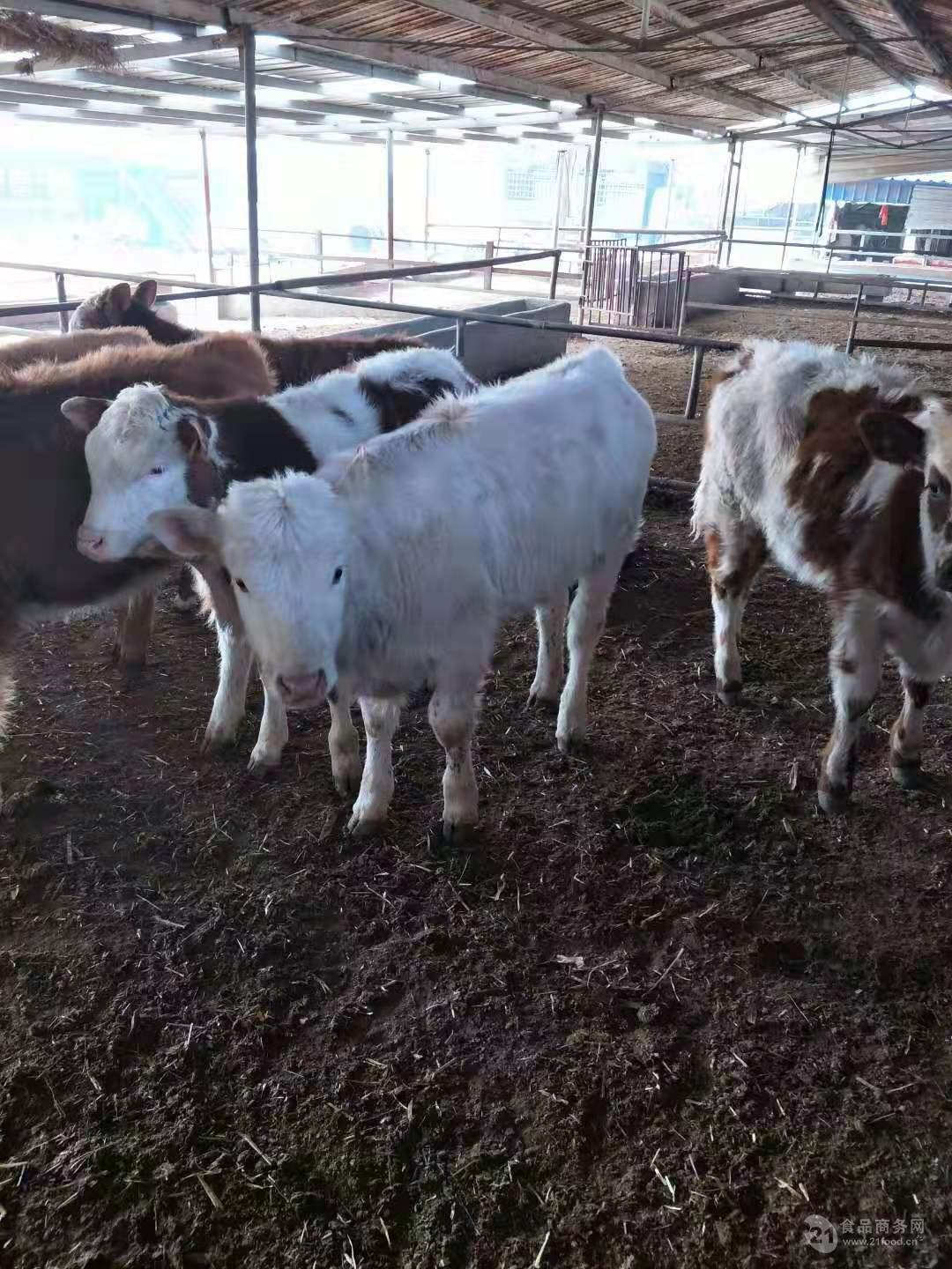 云南鲁西黄牛犊价格养殖繁育