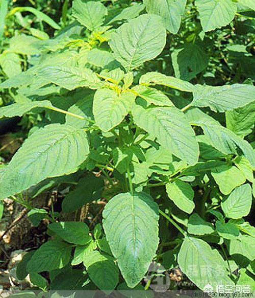 六盘山 野苋菜叶粉生产厂家 刺苋菜粉供应 宁夏苋菜浓缩汁粉报价