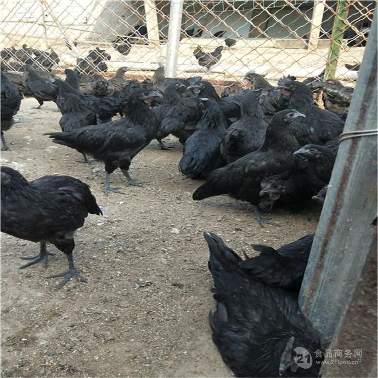 綠殼蛋雞批發(fā)價(jià)格 綠殼蛋雞直銷(xiāo) 綠殼蛋雞苗