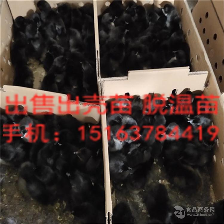五黑雞苗批發及市場價格