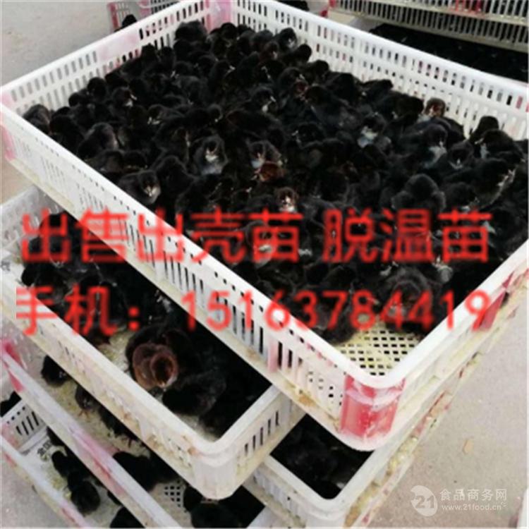 綠殼蛋雞價格 綠殼蛋雞苗批發