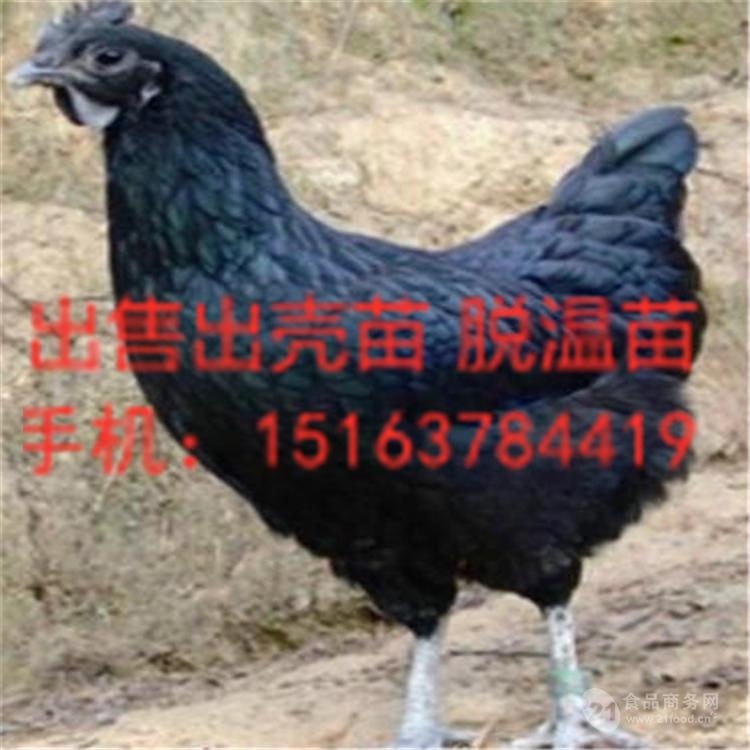 綠殼蛋雞批發(fā)價格 綠殼蛋雞苗
