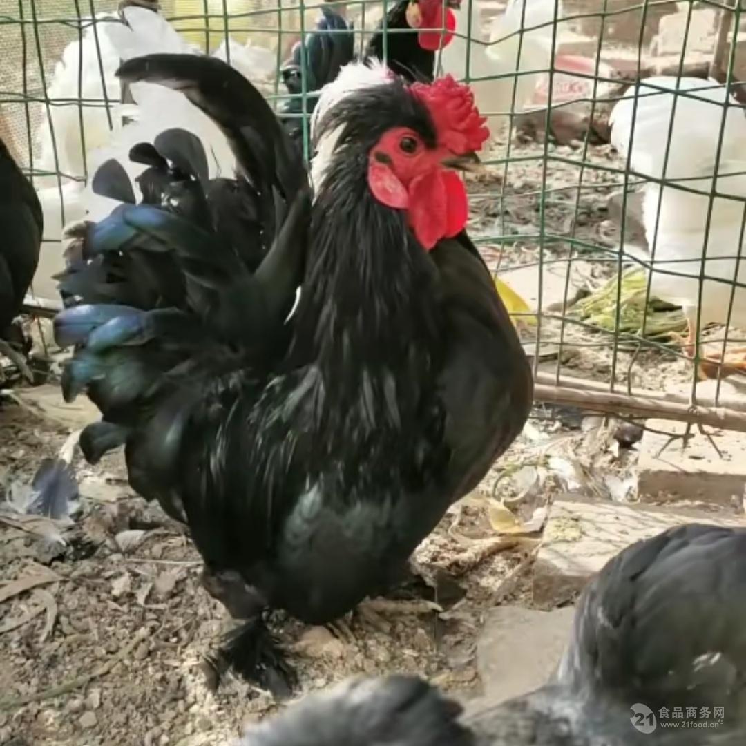 纯种元宝鸡价格图片大全