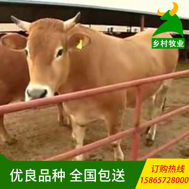 肉牛养殖 养殖品种肉牛 养殖奶牛 养殖小公牛 养殖育肥牛