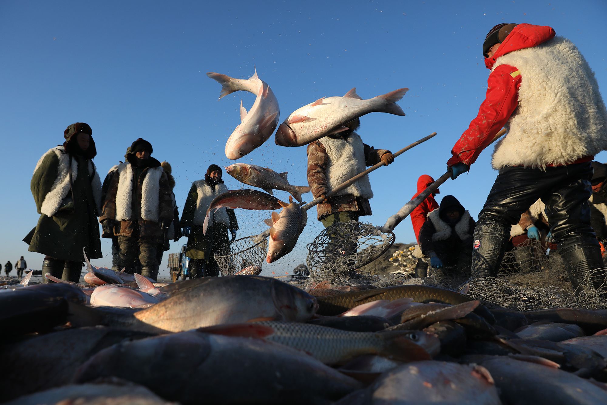 O mar não está para peixe - Como a pescaria está matando nossos oceanos - Tunes Ambiental