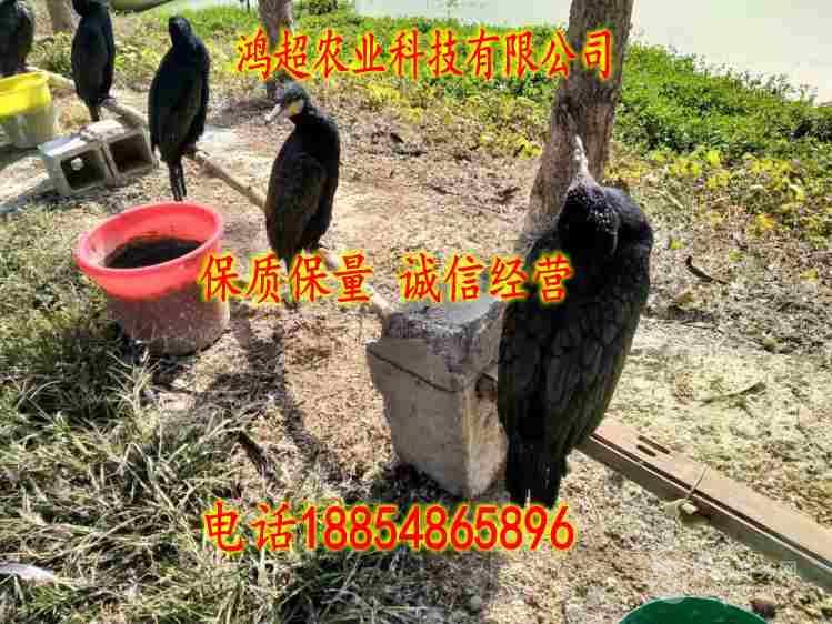 福建捕鱼鸬鹚行情价格优惠