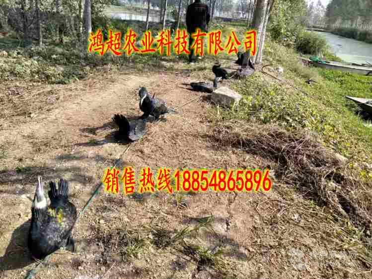枣庄鱼鹰苗价格繁育基地