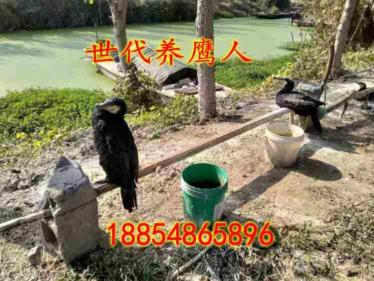 枣庄鱼鹰苗价格繁育基地