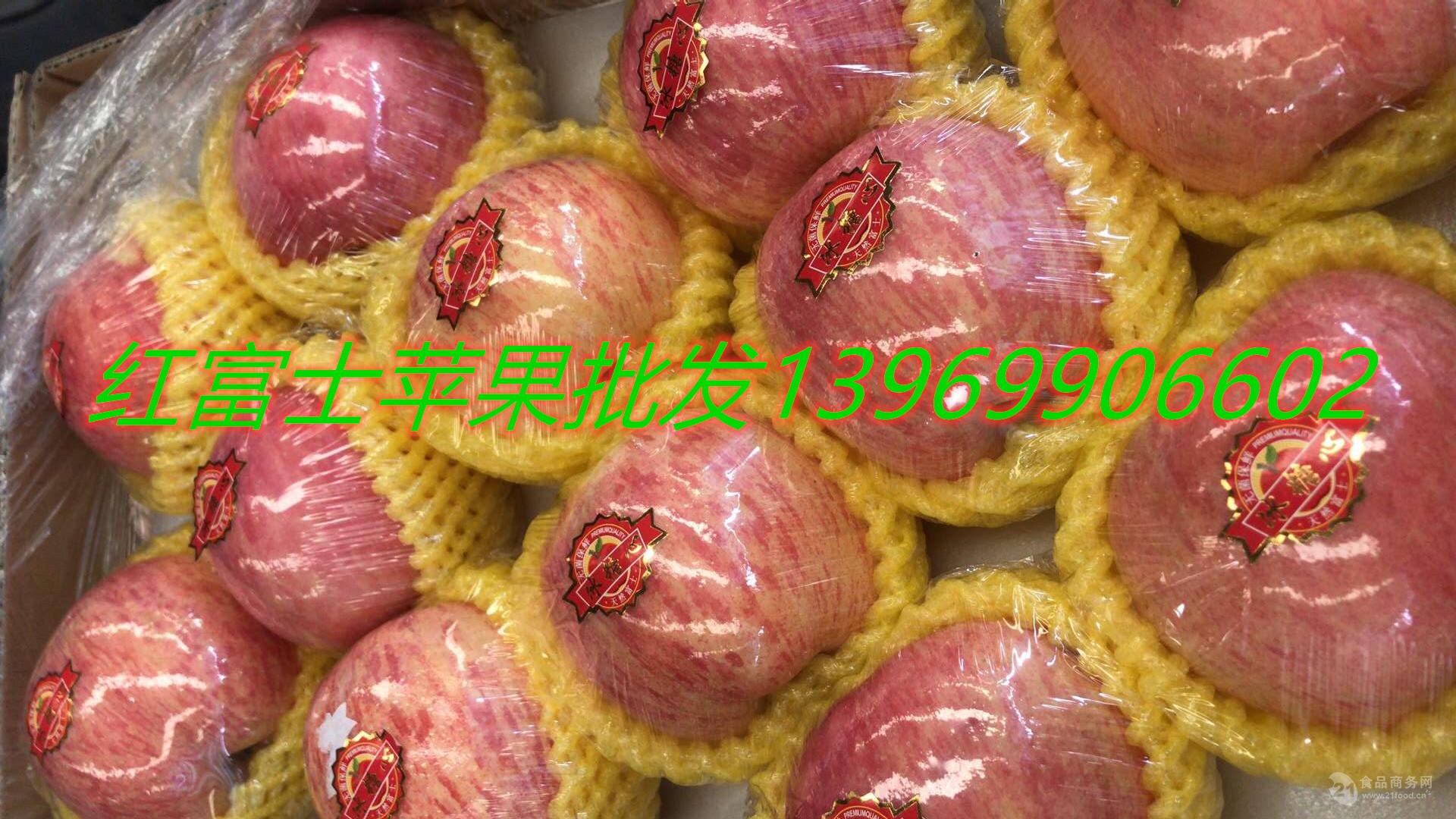 广东红富士苹果苗木新品种