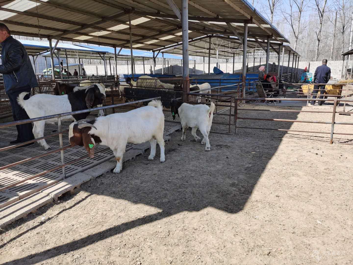 波爾山羊養殖基地批發富奧牧業用心服務 山東菏澤 波爾山羊-食品商務