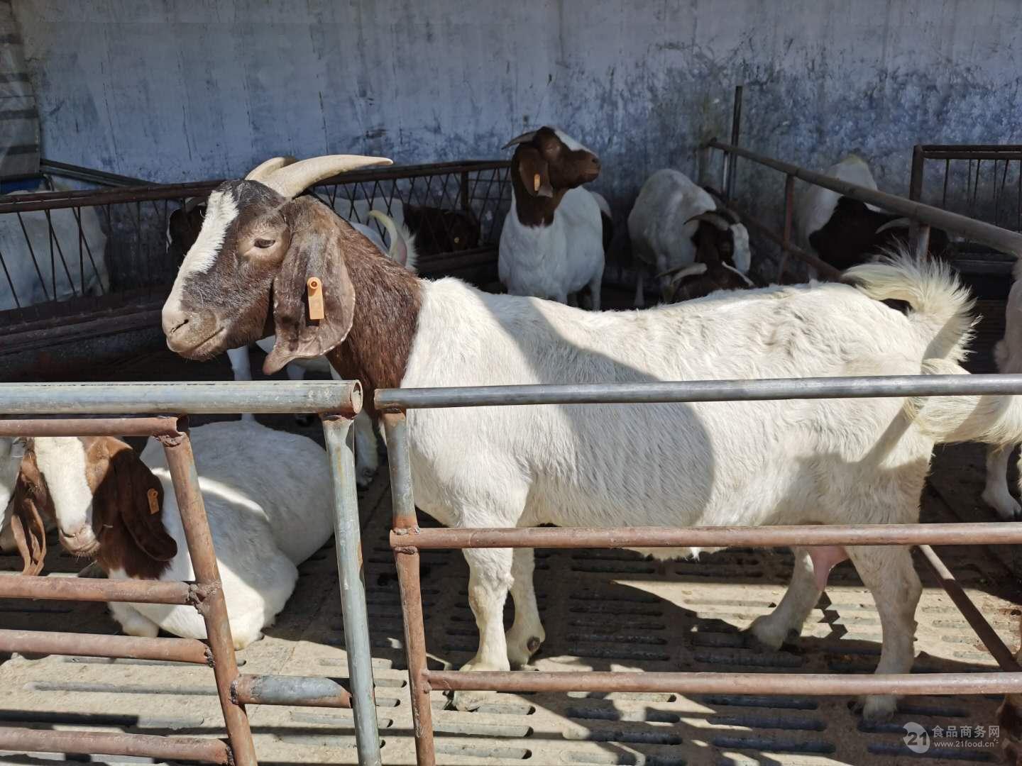 优质波尔山羊 养殖技术培训 波尔山羊选羊养殖联系 山东菏泽-食品商务网