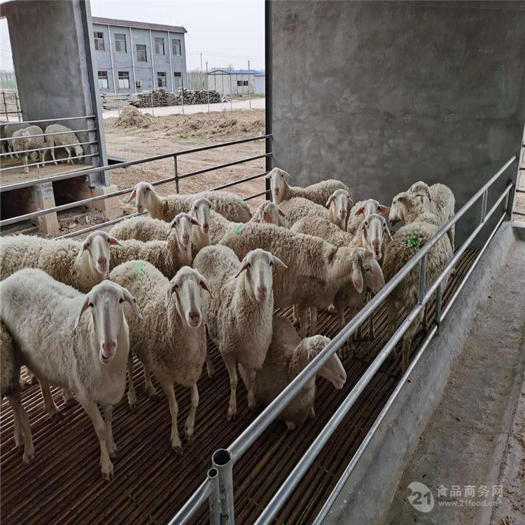 阜新湖羊种羊