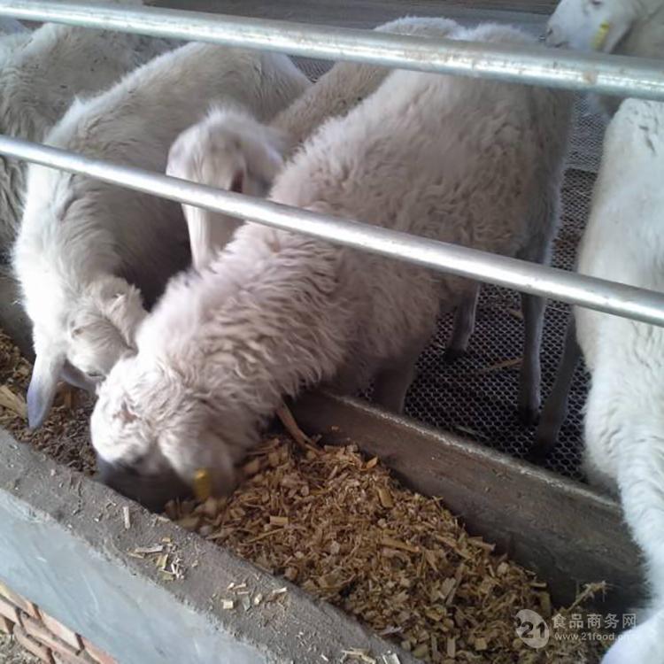 淮北湖羊种羊价格