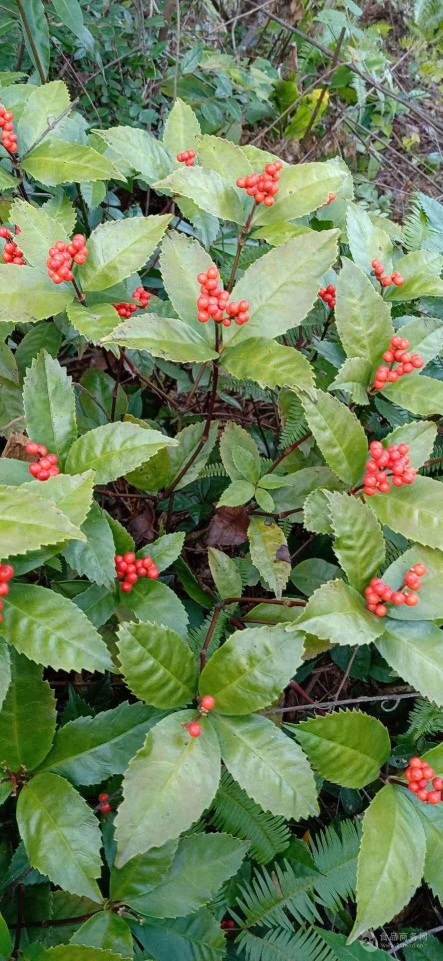 草珊瑚苗野生草珊瑚种苗