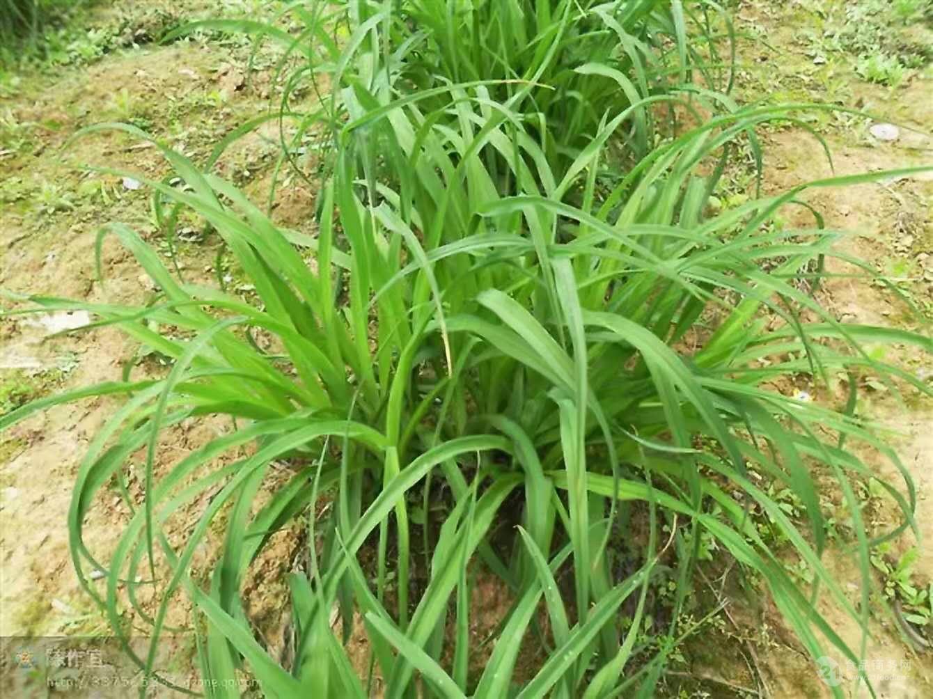 黃花菜種苗,黃花菜