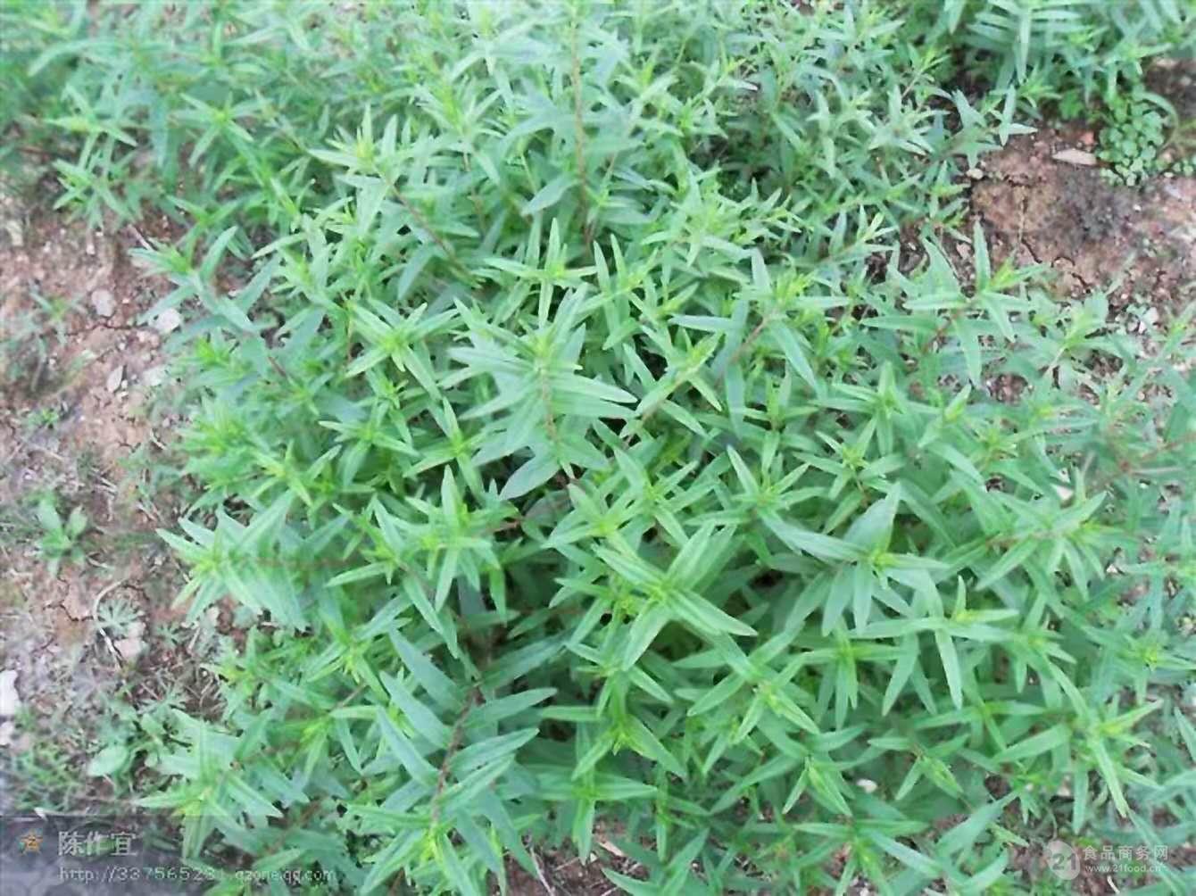 黄芩种苗价格黄芩种植基地