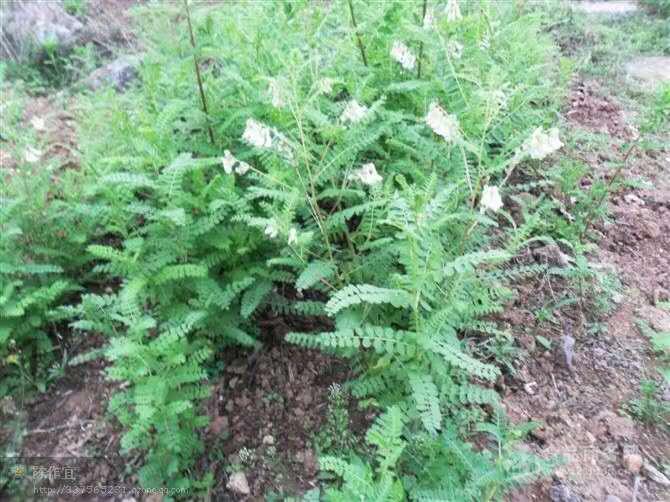 黃芪種子價格黃芪苗價格價格