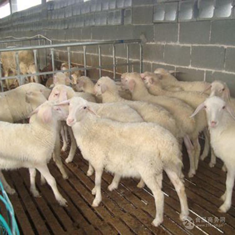 日照杜泊綿羊介紹