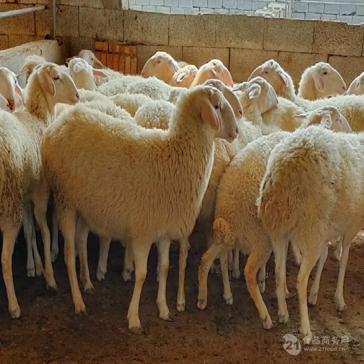江西省新余市养殖南方羊 江西种羊养殖场