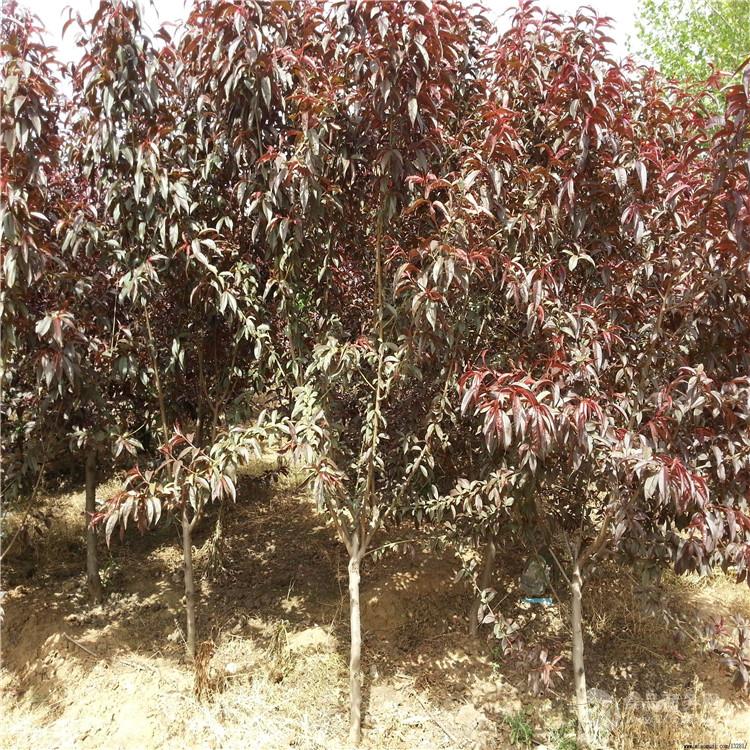 河北 12公分红叶碧桃价格 红花碧桃价格