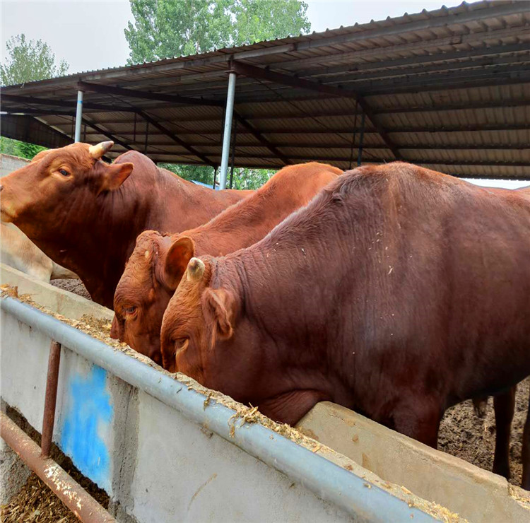 宁夏梨木赞牛养殖基地 牛苗肉牛犊出售 质优价廉 隆发牧业