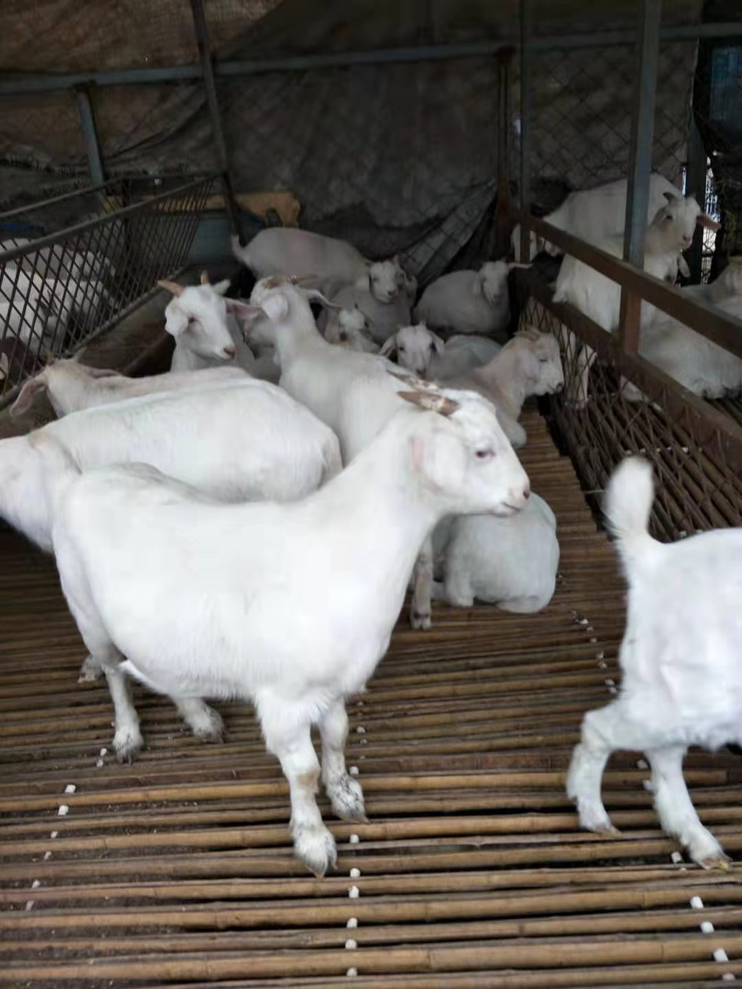 黑山羊青羊怀孕母羊种公羊黑山羊活体努比亚黑山羊种公羊