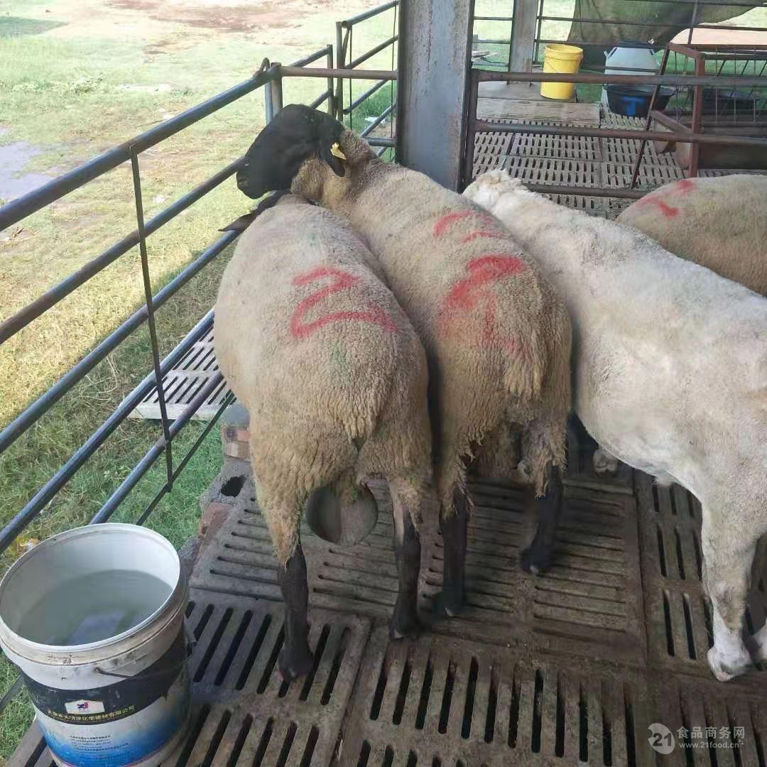 杜泊羊种羊基地改良杂交小尾寒羊种羊 养殖育肥母羊
