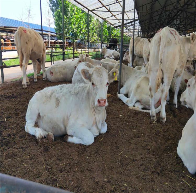 純種夏洛萊牛牛苗價格--肉牛養殖基地羊苗出售