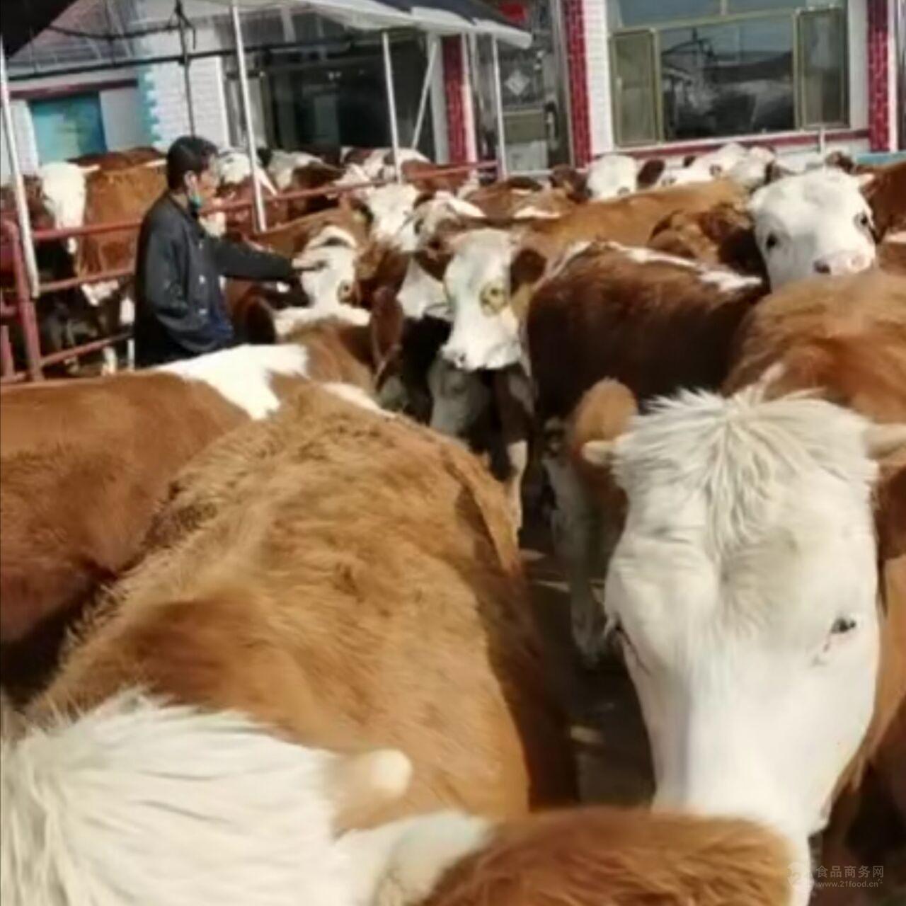 3984头进境种牛，顺利在曹妃甸海关完成45天隔离检疫