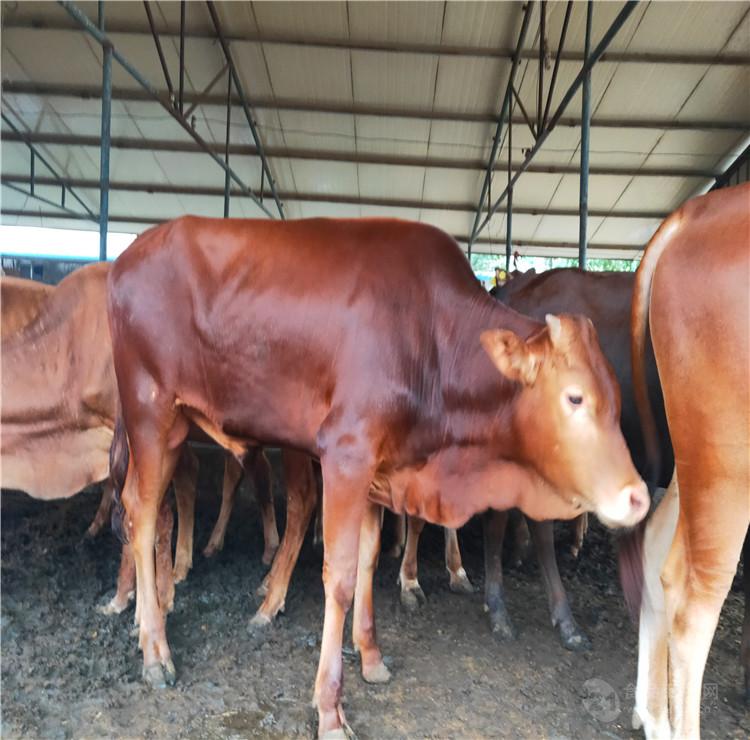 純種魯西黃牛牛苗價格肉牛養殖基地羊苗出售