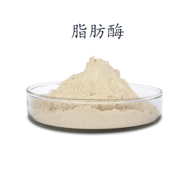 脂肪酶生产厂家脂肪酶厂家