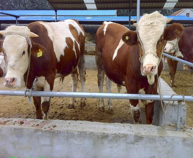 瀋陽西門塔爾牛 東北黃牛 肉牛 小公牛 懷孕牛 育肥牛 種牛 吉林四平