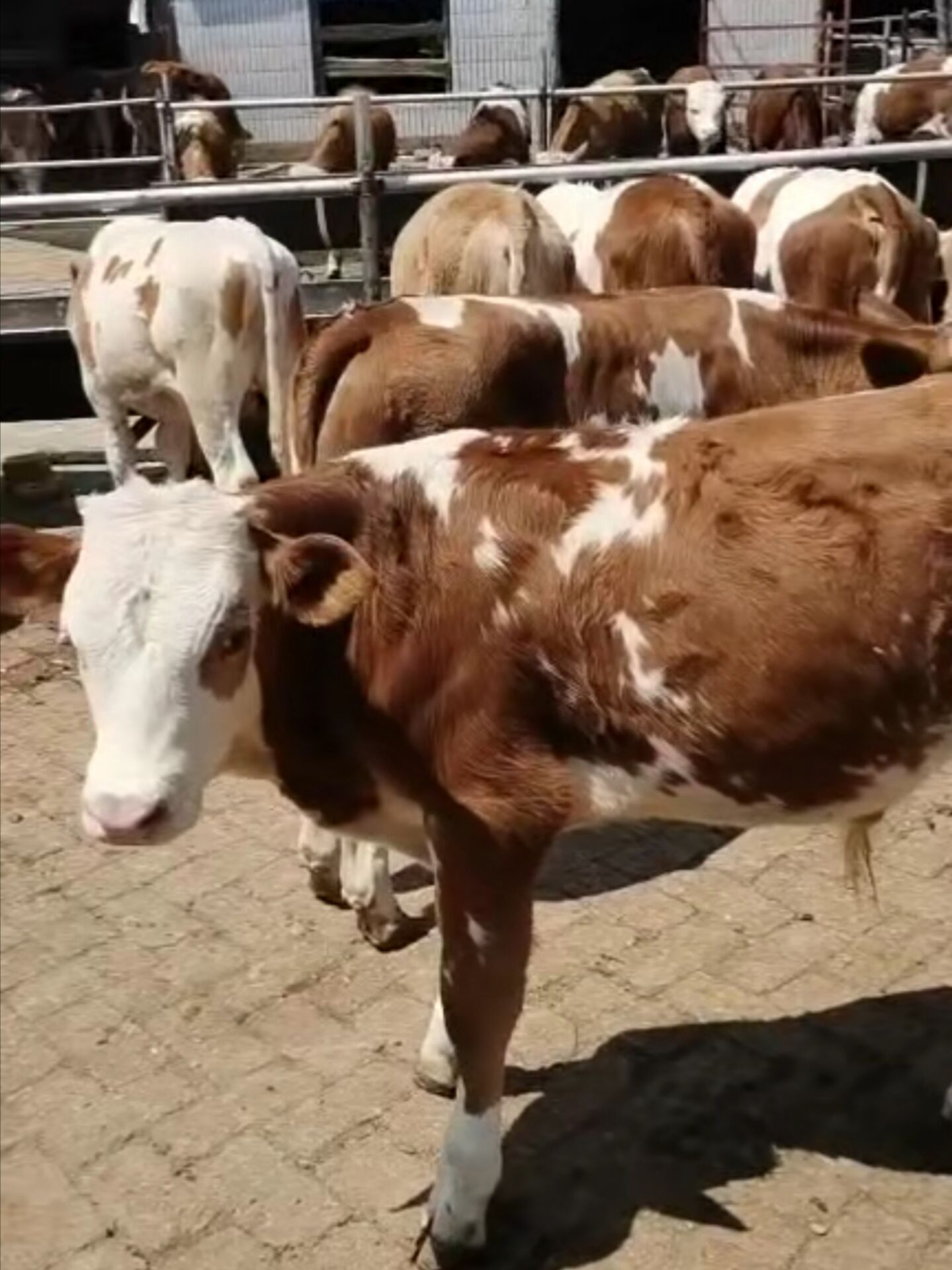 吉林省奥金斯农牧科技发展有限公司-肉牛现代规模化育种-优秀良种快繁推广-种牛-胚胎