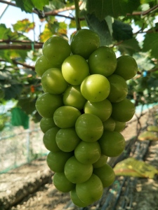 适合南方地区种植的五大热销早熟葡萄新品种推荐